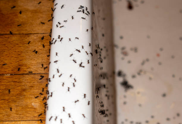 Best Pest Control for Restaurants  in Cozad, NE